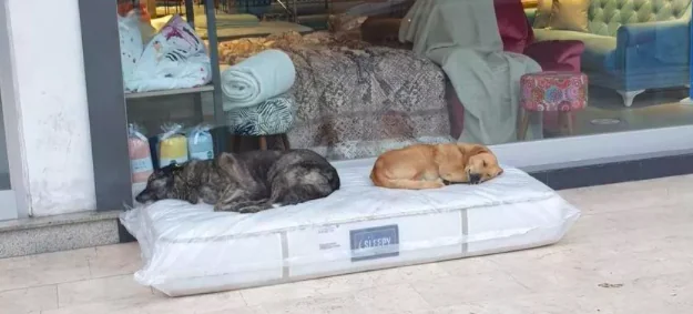 Turchia, negozio di materassi ne lascia uno fuori per i cani randagi
